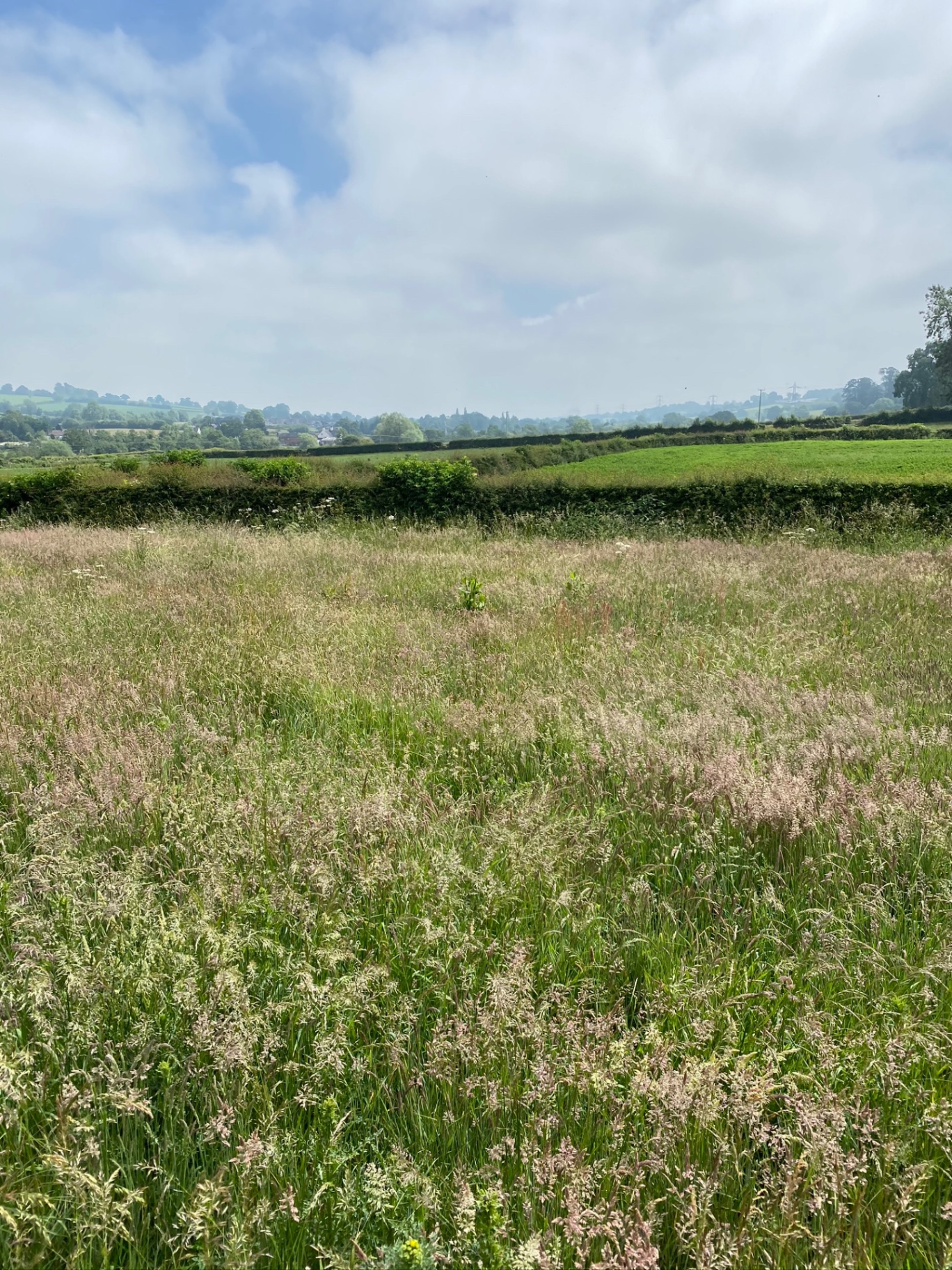 Wildflower meadow and rolling countryside near Tean