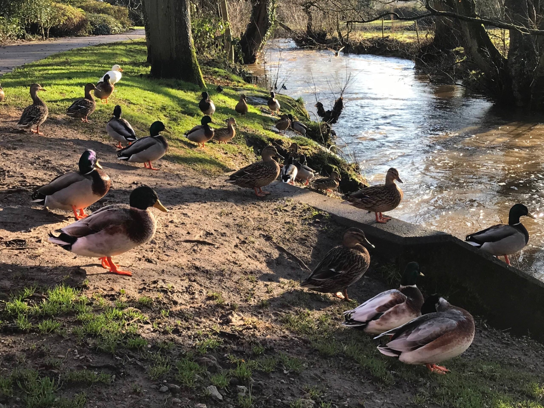 Ducks on the river beside the B&B