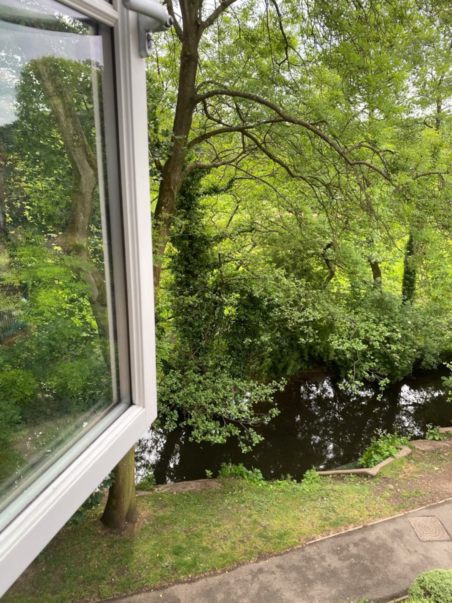 The view from the Riverside Room window: trees and the river below