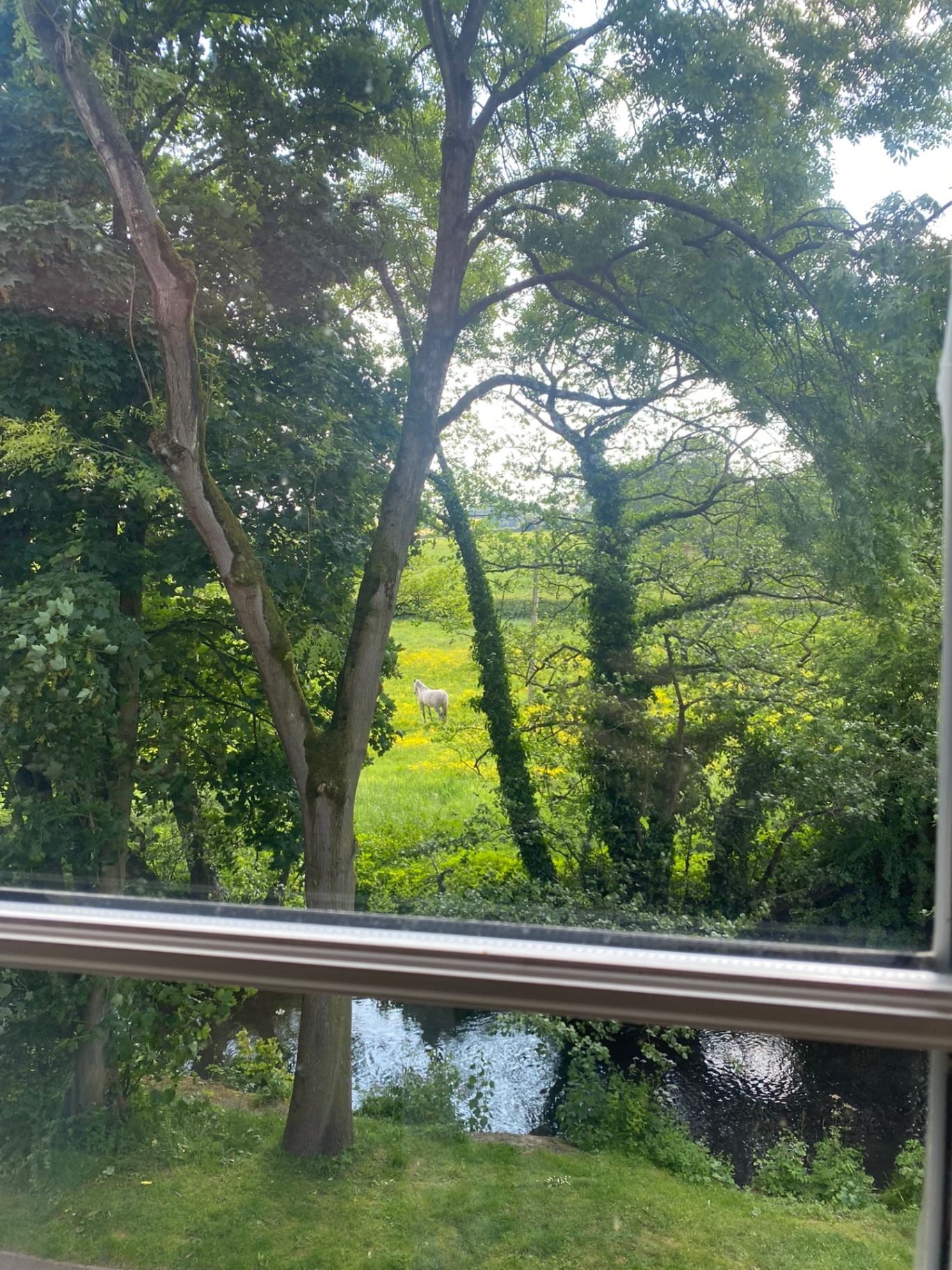 View from a guest room window: trees, river and a white horse grazing in the meadow